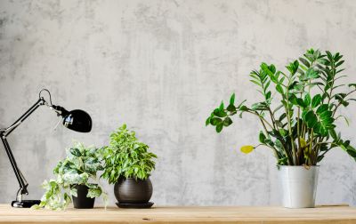 Office Wallpaper Installation in Littleton, CO